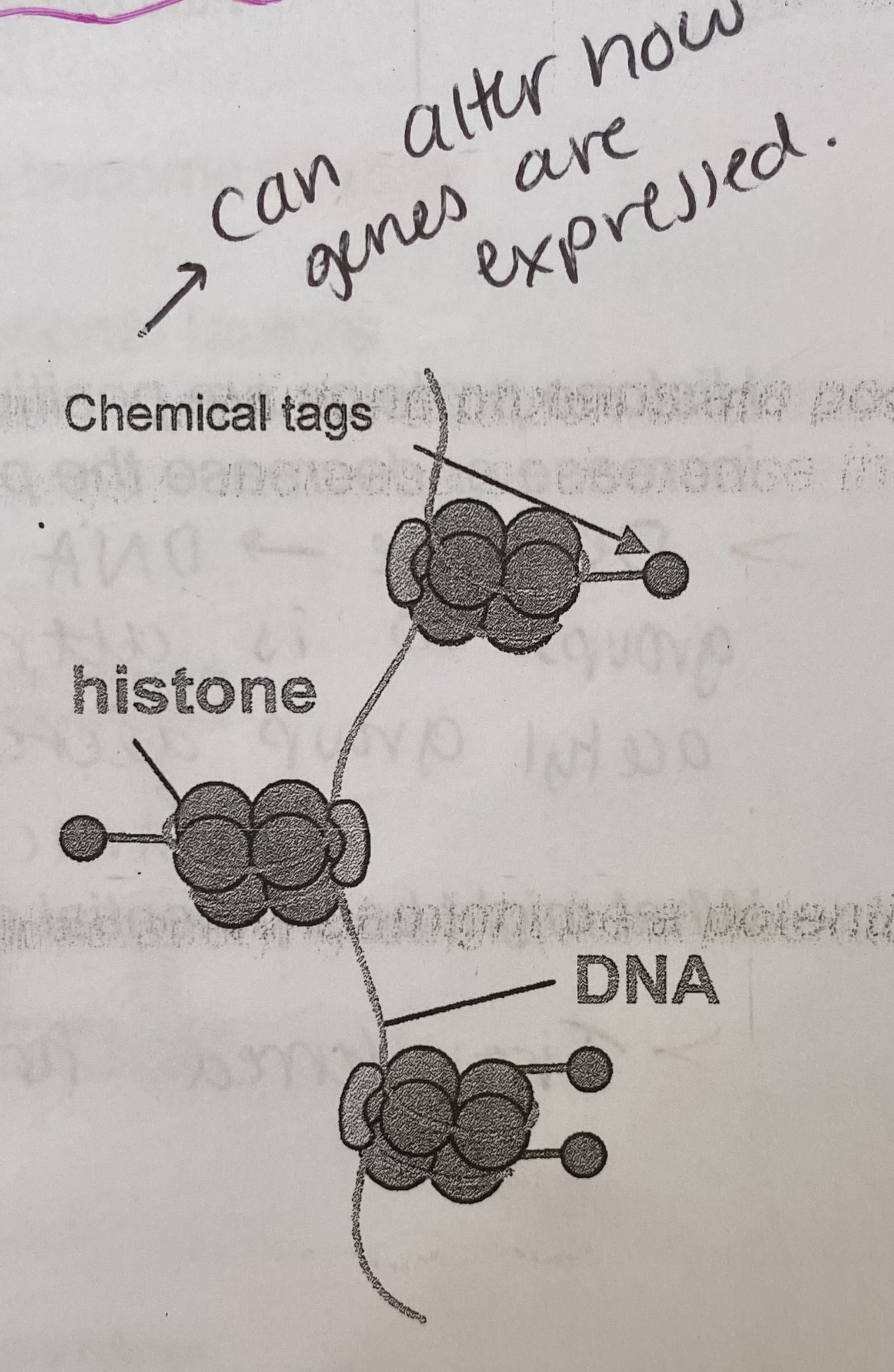 <ul><li><p>All the chemical tags which have been added to a person’s genome</p></li></ul><p>> DNA is wrapped around histone proteins in nucleus to produce <strong>chromatin</strong></p><p>>DNA and histones have chemical tags attached to them </p><p>> Chemical tags are either an <strong>acetyl group</strong> or a <strong>methyl group</strong></p><p>> Environmental factors such as diet, stress and toxins can affect number of these groups attached to the genome</p>