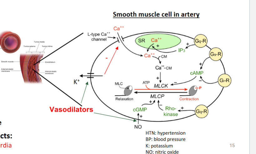 <p></p><p>vasodilation of carotid arteries → baroreceptor activation → reflex tachycardia (inc. sympathetic innervation to heart)</p>