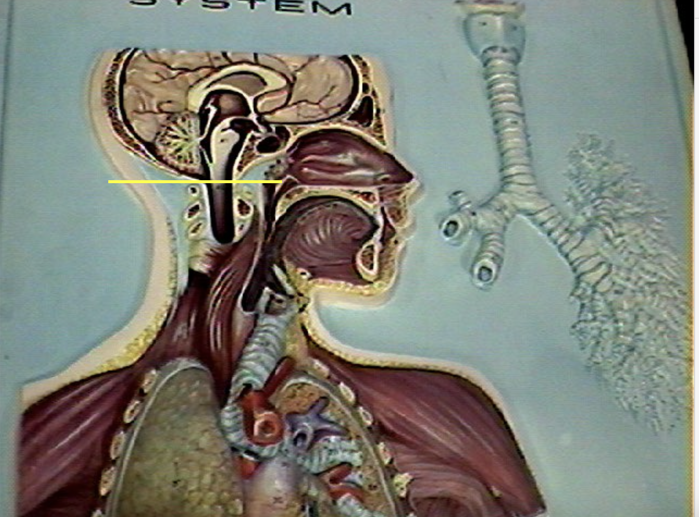<p>Identify the organs of the digestive tract.</p>