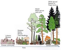 <p>1) Colonisation by *pioneer species*</p><p>2) Pioneer species change the environmental conditions</p><p>3) Environment becomes less hostile (more suitable) for other/new species with different adaptations</p><p>4) New species change the environment in such a way that it becomes less suitable for the previous species</p><p>5) Change/increase in biodiversity</p><p>6) To *climax community*</p>