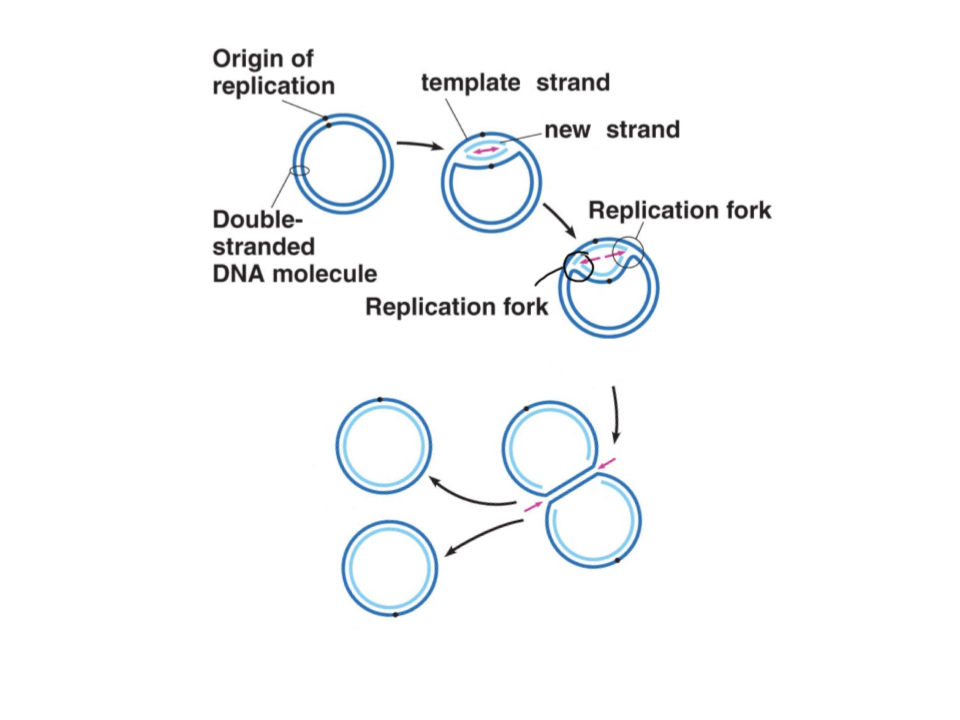 <p>Have a single ori on the circular chromosome. Will have two replication forks that spread from each side of the ori. Replication finishes when replication forks meet, effectively pinching off the two semi-circle forks to leave two circular chromosomes</p><p>Prokaryotic chromosomes and plasmids from prokaryotes. Organelle chromosomes from eukaryotes</p>
