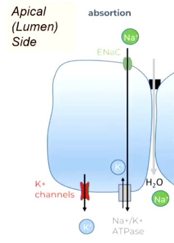 <p>Absorption of Fluid Across Respiratory Epithelia</p>