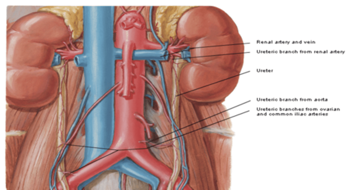 <p>what is the vasculature of the kidneys? what are they innervated by?</p>