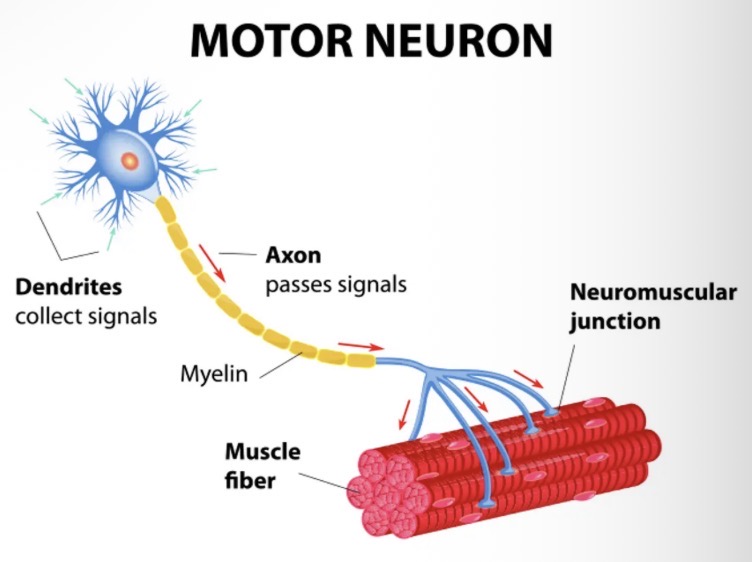 <ul><li><p>Transmit impulses from the central nervous system to the muscles or glands.</p></li><li><p>Most motor neurons are multipolar.</p></li></ul><p></p>
