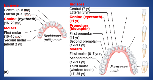 <p>name the class of teeth that best fits this description: fang-like teeth that tear or pierce</p>
