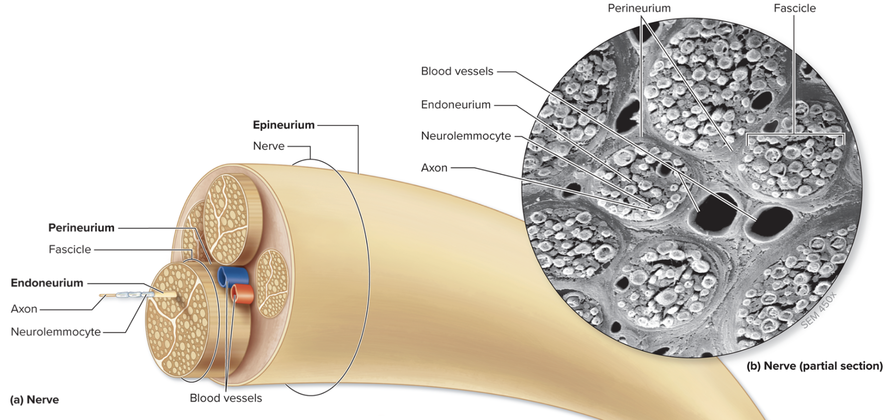 <p>A layer of dense irregular connective tissue that wraps each fascicle. These tough, fibrous connective tissue sleeves also provide protection and support, but to each bundle of axons. This layer supports blood vessels. </p>