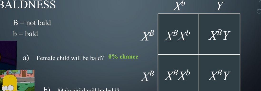 <p>Similar to a normal punnett square, except there are traits expressed above the X chromosome </p>