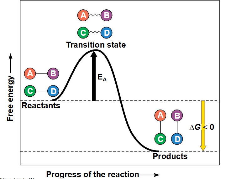 <p>de initiële energy dat nodig is voor de start van een chemische reactie => komt vaak van thermische energie dat het reactant absorbeert van de omgeving </p>