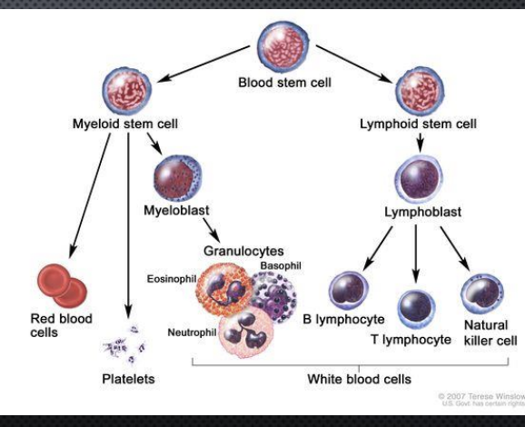 <p>Originate from Stem Cells in Bone Marrow<br>Are released into the blood</p>