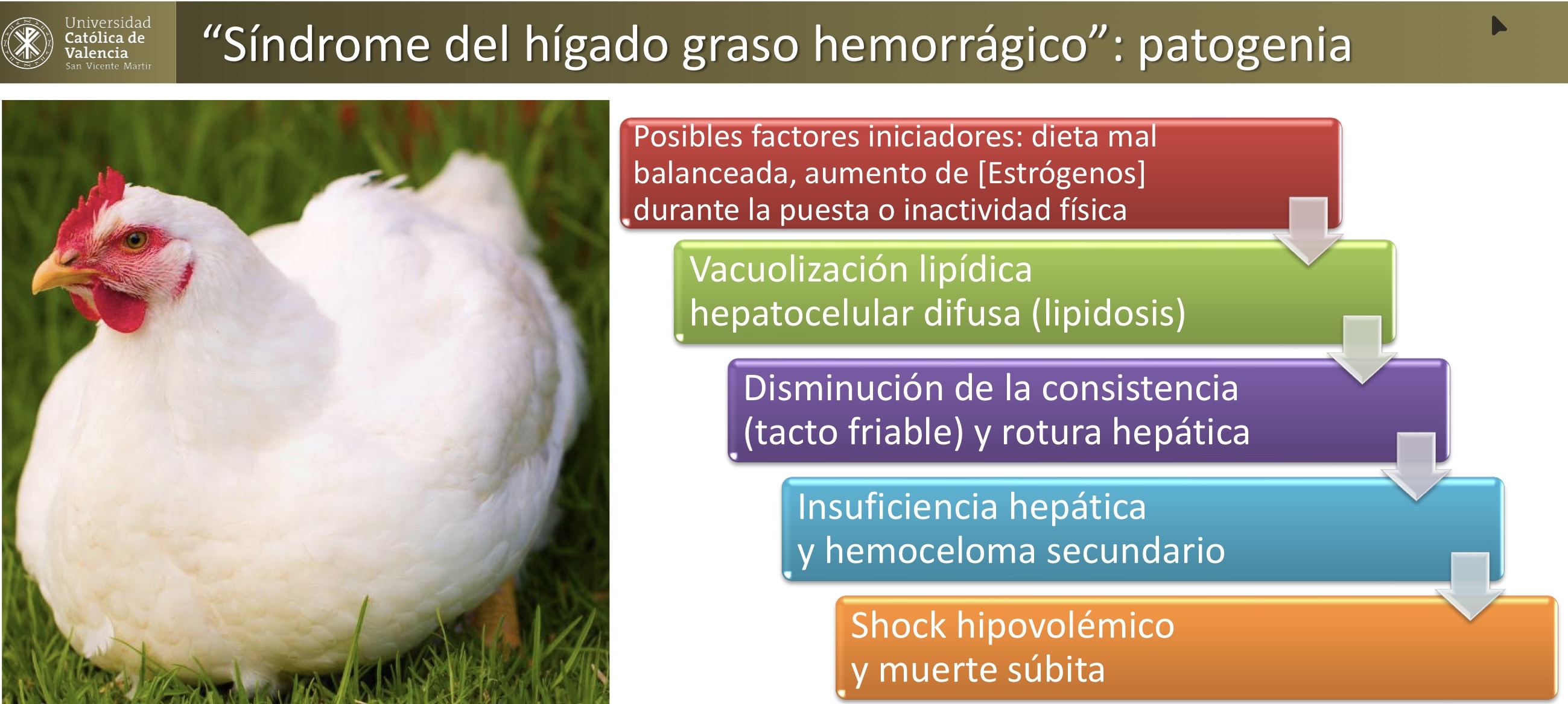 <p>HEPATOBILIARES: enfermedad del hígado graso hemorragico</p><p>(Enfermedades por movilización lipidica, lipidosis)</p>