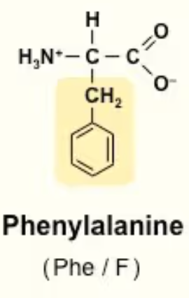 <p>Phe/F<br>Alanine but with a phenyl attached! *CH2—Ph<br>Aromatic ring!!<br>Nonpolar</p>
