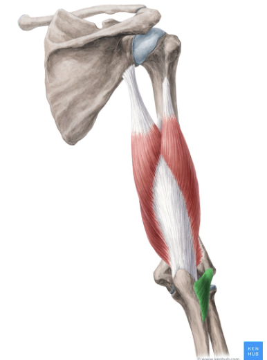 <p>anconeus</p>