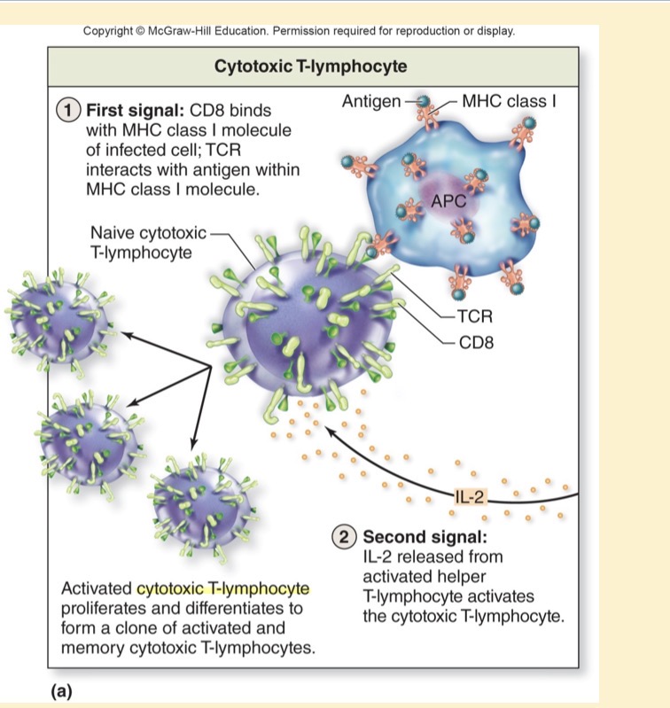 <p>Activation of Cytotoxic T-lymphocyte</p>