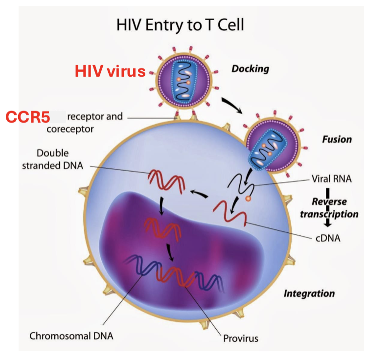 <p>the HIV virus touches down (at CCR5 receptor), fuses, and integrates into the genome of T cells</p>