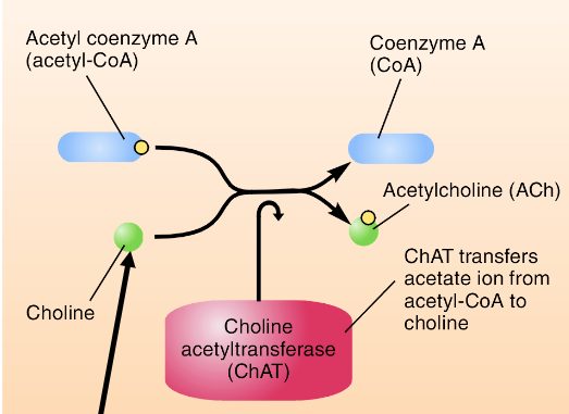 <p>note: choline is derived from lipid breakdown</p>