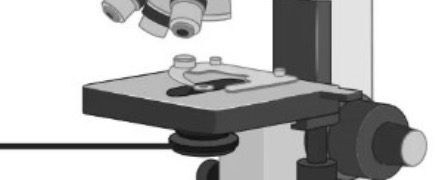 <p>Controls the amount of light reaching the specimen</p>