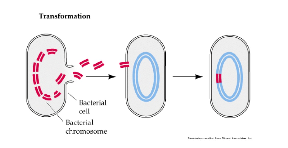 <p>Cell incorporates a piece of external DNA into the cell.</p><ul><li><p>movement of “naked” DNA between cells</p></li></ul><p>Requires receptors for DNA incorporation (some bacteria have it)</p><ul><li><p><strong>called a “competent” bacteria if it has these receptors</strong></p></li><li><p>natural setting</p></li></ul><p>Holes in the cell membrane can induce cells to allow DNA in</p><ul><li><p>laboratory setting through heat, electric shock, chemicals, etc</p></li></ul><p></p>