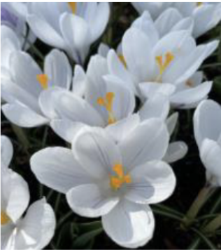 <p>Dutch Crocus</p>