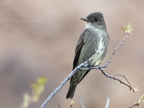 <p>Olive-sided Flycatcher</p>