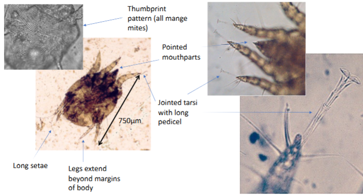 <ul><li><p>all mange mites have the thumbprint pattern </p></li><li><p><strong>pointed mouthpart </strong></p></li><li><p>jointed tarsi with long pedicel </p></li><li><p>legs extend past margins of body </p></li></ul><p></p>