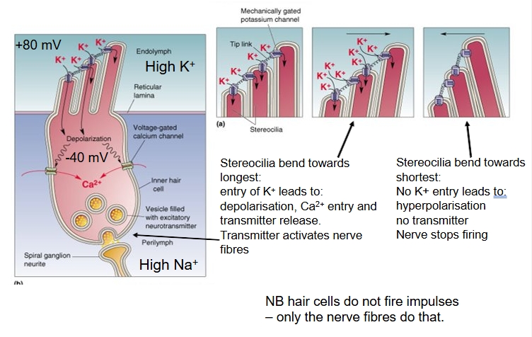 <p>transmitter release and excitation of auditory nerve fibres​</p>