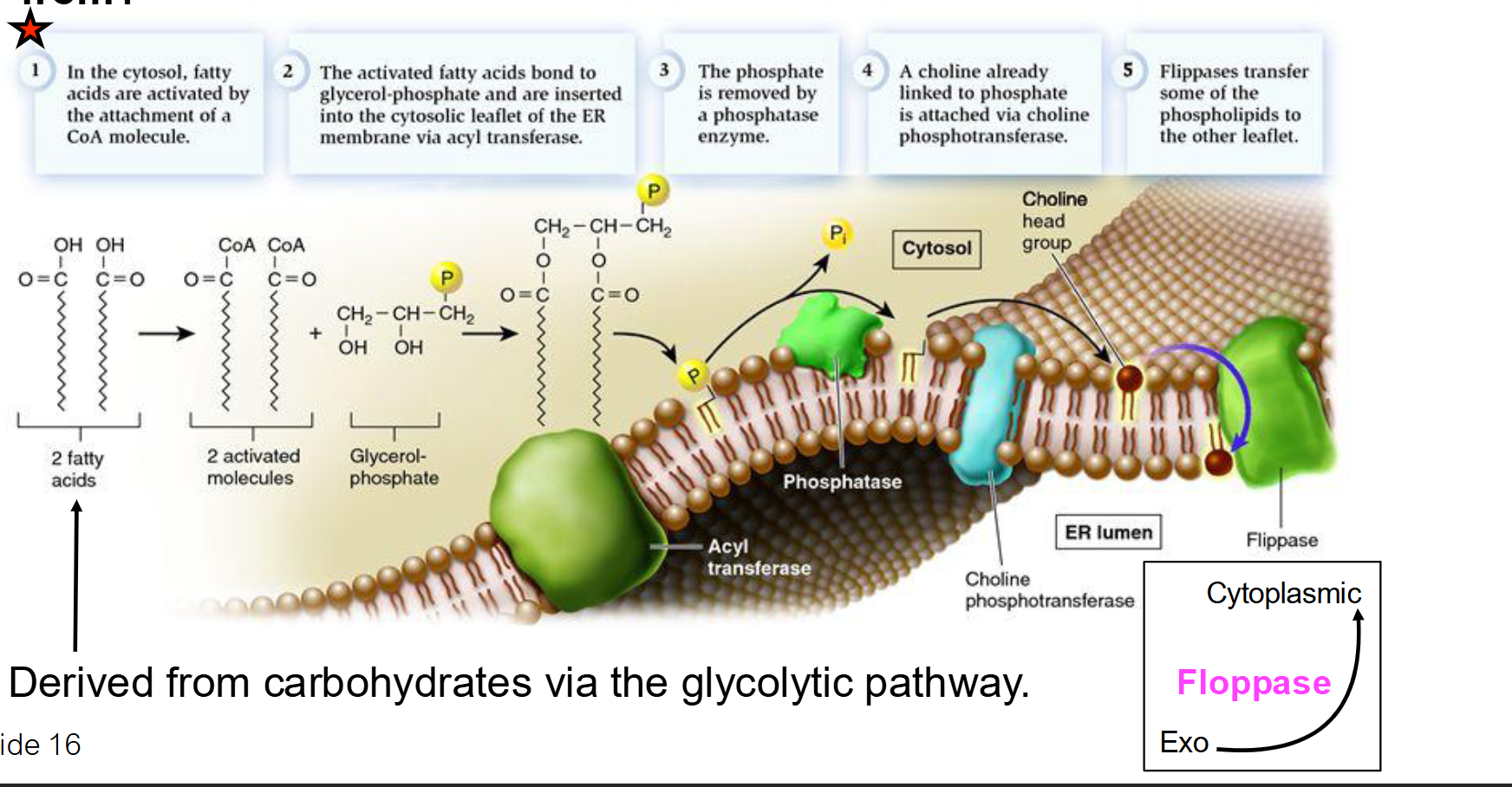<p>Enzymes called <strong>flippases</strong> (or scramblases) catalyze the "flip-flop" movement, transferring newly made phospholipids from the cytosolic leaflet to the exoplasmic (lumen) leaflet.</p>