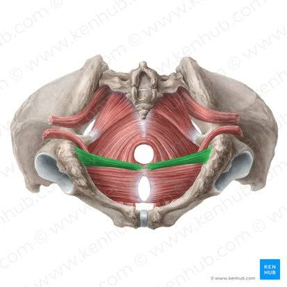 <p>What is the muscle highlighted in green</p>