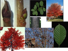 <p>Nyssaceae - Nyssa sylvatica</p>