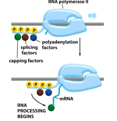 <p>RNA processing proteins to assemble on its tail</p>