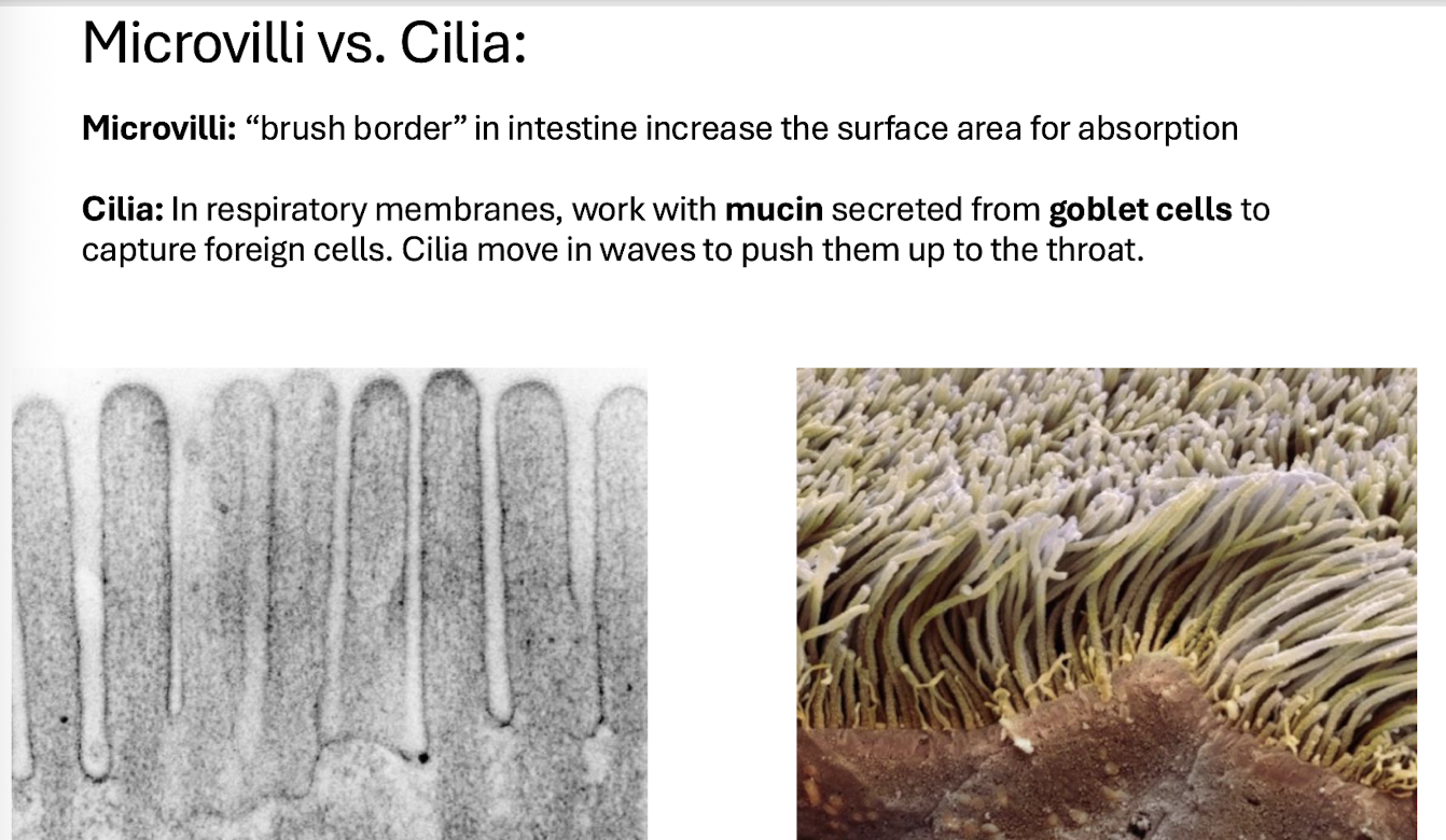 <p>Hair-like projections that <strong>move material along the epithelial surface</strong></p><ul><li><p><strong>move foreign material/mucus toward the throat</strong>.</p></li></ul><p></p>