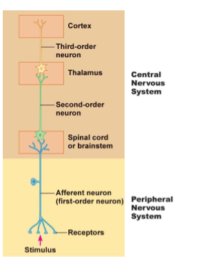 <p>What is the labelled line?</p>