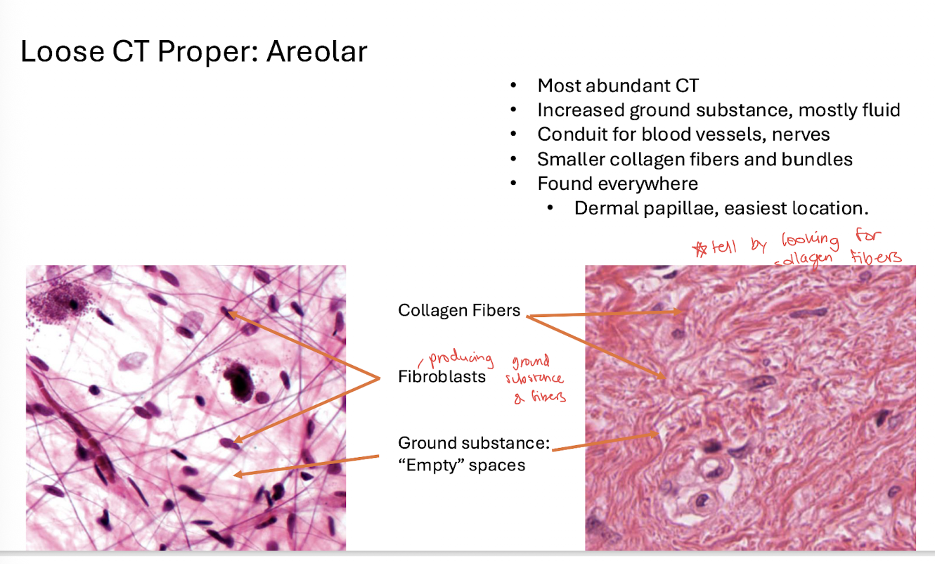 <p><strong>Throughout the body</strong>; dermal papillae are an easy location to identify.</p><ul><li><p>the most abundant connective tissue</p></li></ul><p></p>