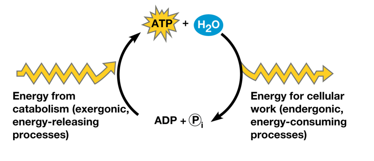 <ul><li><p>Body needs a HUGE amount of ATP that cells can’t keep on producing, therefore ATP gets regenerated</p></li><li><p><span>ATP is a renewable resource that is regenerated by addition of a phosphate group to ADP</span></p></li><li><p><span>The A T P cycle functions as a revolving door through which energy passes during its transfer from catabolic to anabolic pathways</span></p></li></ul><p></p>
