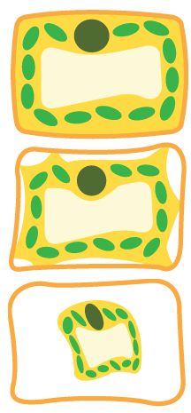 <p>What happens if you place a plant cell in a hypertonic and hypotonic solution?</p>