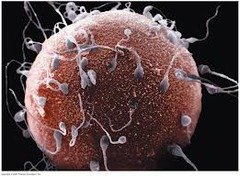 <p>specialized cell involved in sexual reproduction (sperm or egg)</p>