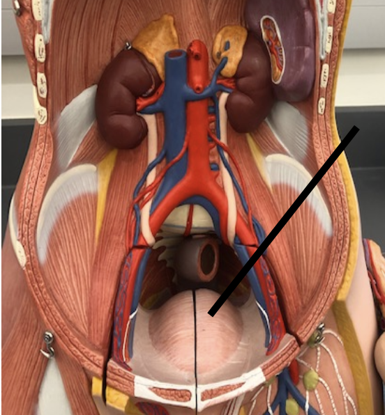 <p>Saclike organ in which urine is stored before being excreted</p>