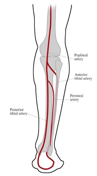 <p>What is the path of the posterior tibial artery?</p>