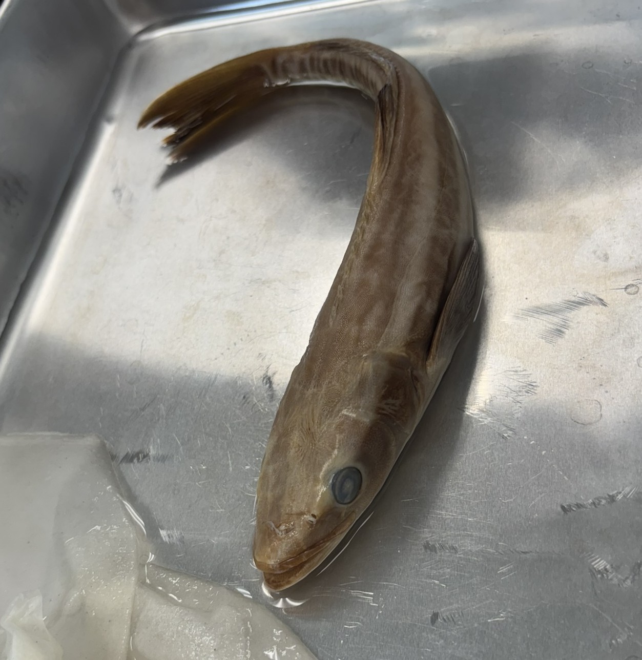 <p>Family Rachycentridae (cobias) - <em>Rachycentron canadum</em></p>