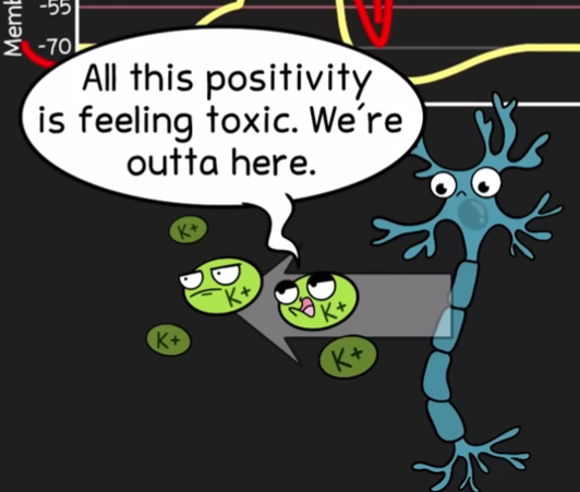 <p>occurs because of ↑ membrane <strong>permeability </strong>to K+</p><p><span data-name="bed" data-type="emoji">🛏</span> the <strong>restoration </strong>of resting potential</p>