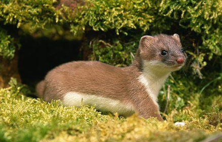 <p>Short tailed weasel </p>