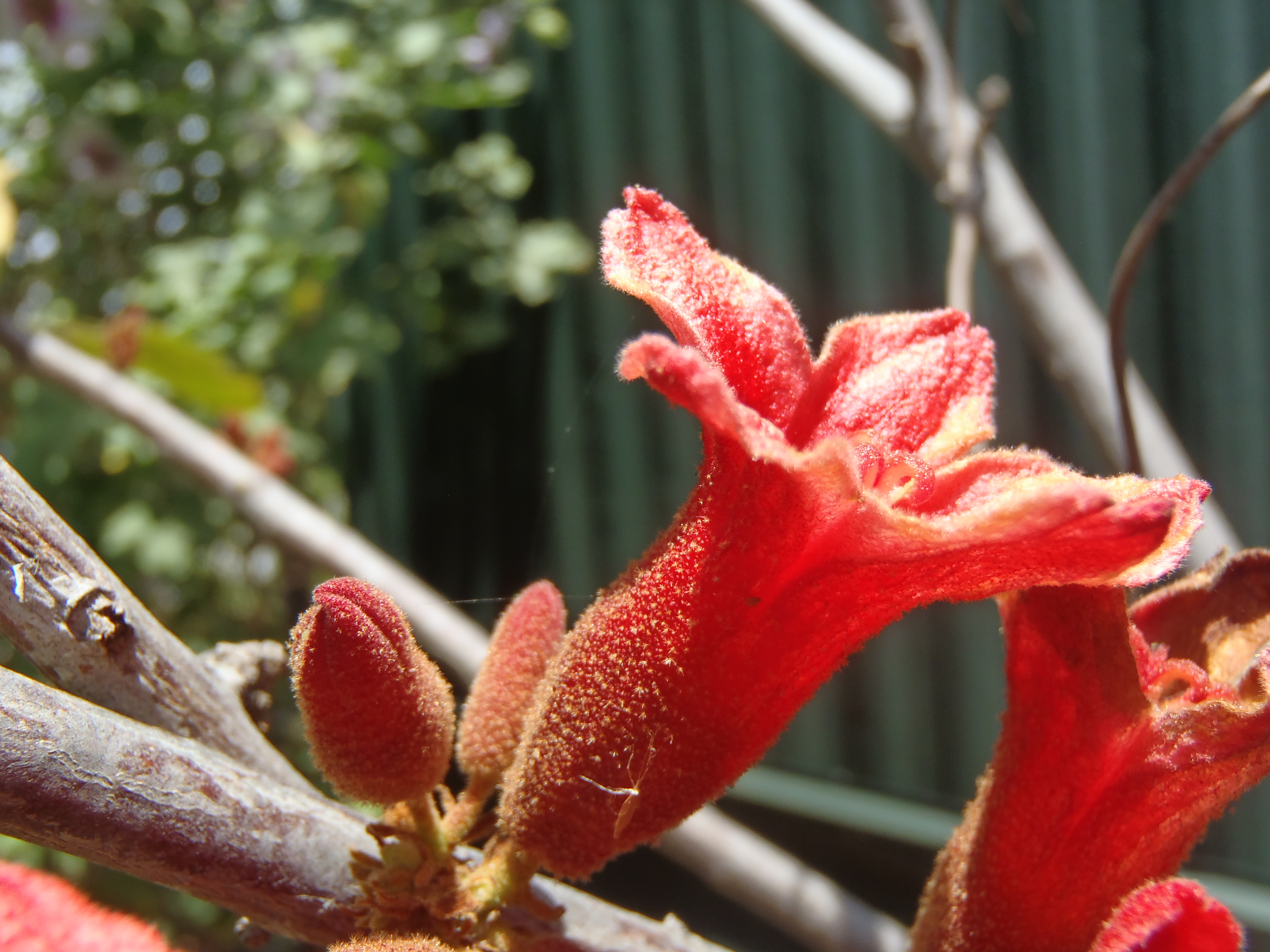 <p>Brachychiton bidwillii - Dwarf Kurrajong</p>