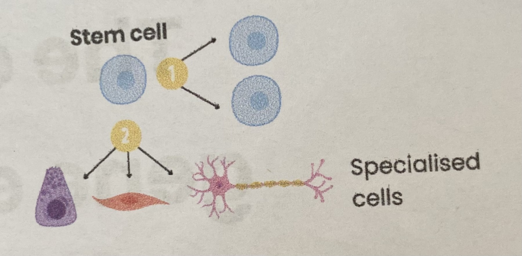 <p><strong>Undifferentiated/ unspecialised </strong>cells capable of:</p><ol><li><p><strong>Dividing</strong> (by <strong>mitosis</strong>) to replace themselves indefinitely</p></li><li><p><strong>Differentiating</strong> into other types of (specialised) <strong>cells</strong></p></li></ol><p></p>