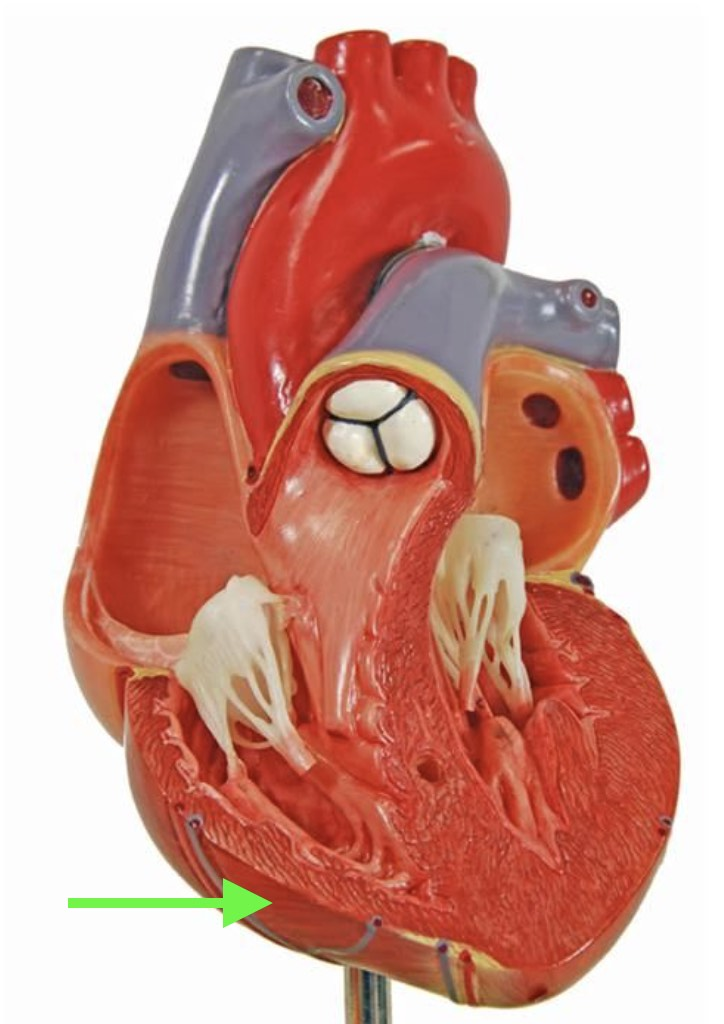 <p><strong>Identify the indicated layer of the heart wall.</strong></p>