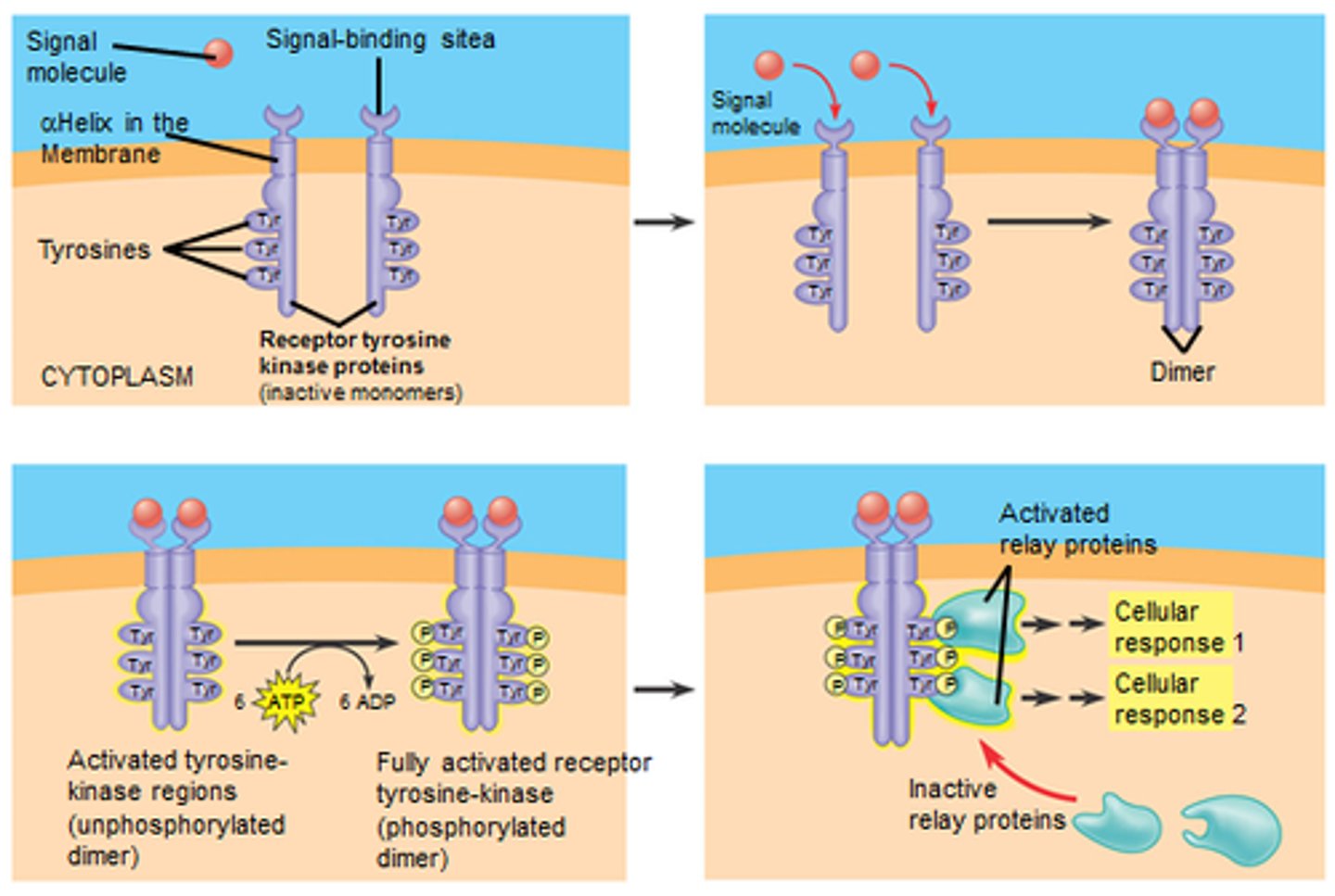 <p>Membrane receptors can also have catalytic activity in response to ligand binding</p><p>Composed of 3 Protein domains:</p><p>Membrane-Spanning Domain</p><p>Ligand-Binding Domain</p><p>Catalytic Domain</p>