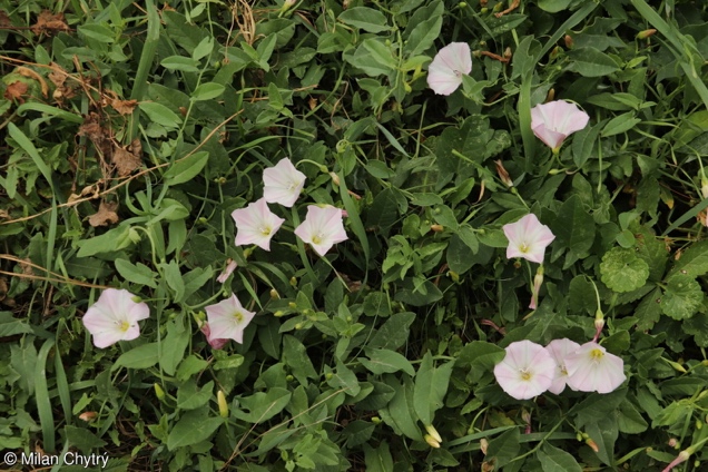 <p>Njivski slak-Convolvulus arvensis</p>