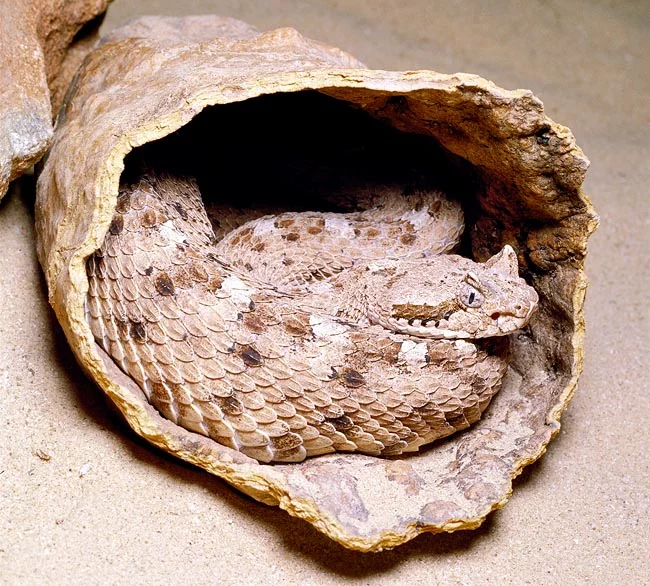 <p>Alethinophidia, Colubroidea, Viperidae, Crotalinae<br>Crotalus cerastes<br>Sidewinder</p>