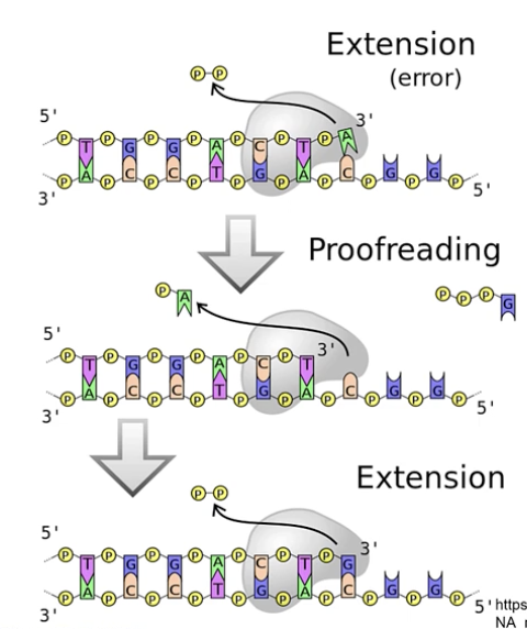 <ol><li><p>extension: DNA polymerase inserts an incorrect nucleotide into the growing strand, the 3’ end is incorrectly positioned which stalls the DNA polymerase</p></li><li><p>Proofreading: DNA Polymerase goes backwards with a 3’-5’ exonuclease azctivity, removes incorrect nucleotide </p></li><li><p>extension: DNA Polymerase inserts correct nucleotide </p></li></ol><p></p>