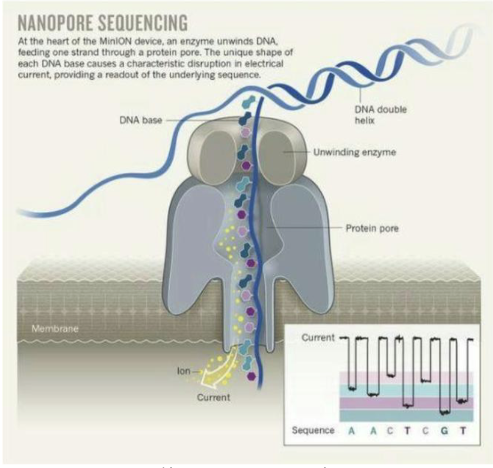 <p><strong>Nanopore sequencing — MinION</strong></p><ul><li><p>New <strong><em>polymerase-independent method</em></strong> that guides ssDNA through protein pore and reads bases as they exit</p></li><li><p><em>Enormously</em> long read lengths (over 100 kb!)</p></li><li><p><strong><em>Protein nanopores</em></strong> are embedded into a synthetic membrane bathed in an electrophysiological solution and an ionic current is passed through the nanopores</p></li><li><p>As molecules such as DNA or RNA move through the nanopores, they cause <strong><em>disruption in the current</em></strong></p></li><li><p>This signal can be analyzed in real-time to determine the sequence of bases in the strands of DNA or RNA passing through the pore</p></li></ul><p></p>