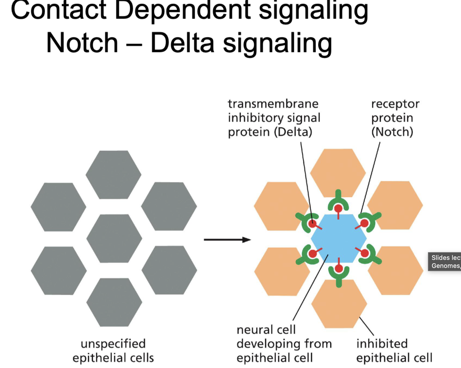 <p>Its contact dependent signaling.</p><ul><li><p>Notch = receptor protein (is heavily glycocilated)</p></li><li><p>Delta = Inhibery signal<br></p></li><li><p>So that only one cell turns into neuron and the rest can not because they are inhibited.</p></li></ul><p></p><ul><li><p>If notch does not bind, part of receptor breaks of and is used to activate gene expression</p></li></ul><p></p>