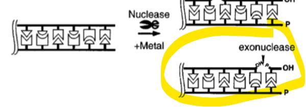<p>what direction does exonucelase work </p>